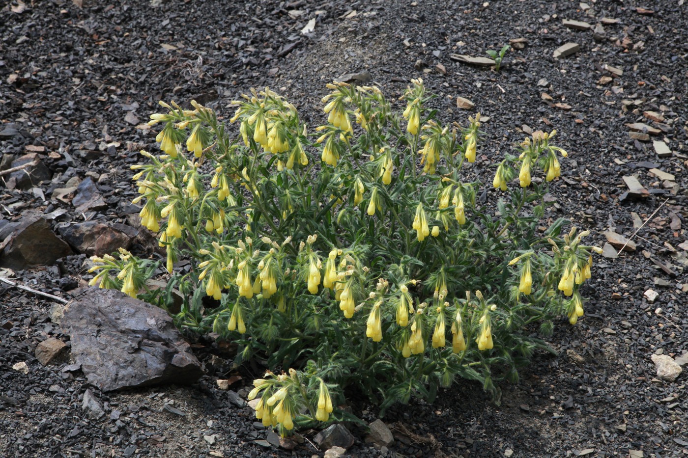 Изображение особи Onosma caucasica.