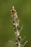 Omalotheca sylvatica