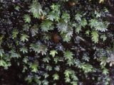 Fissidens bryoides