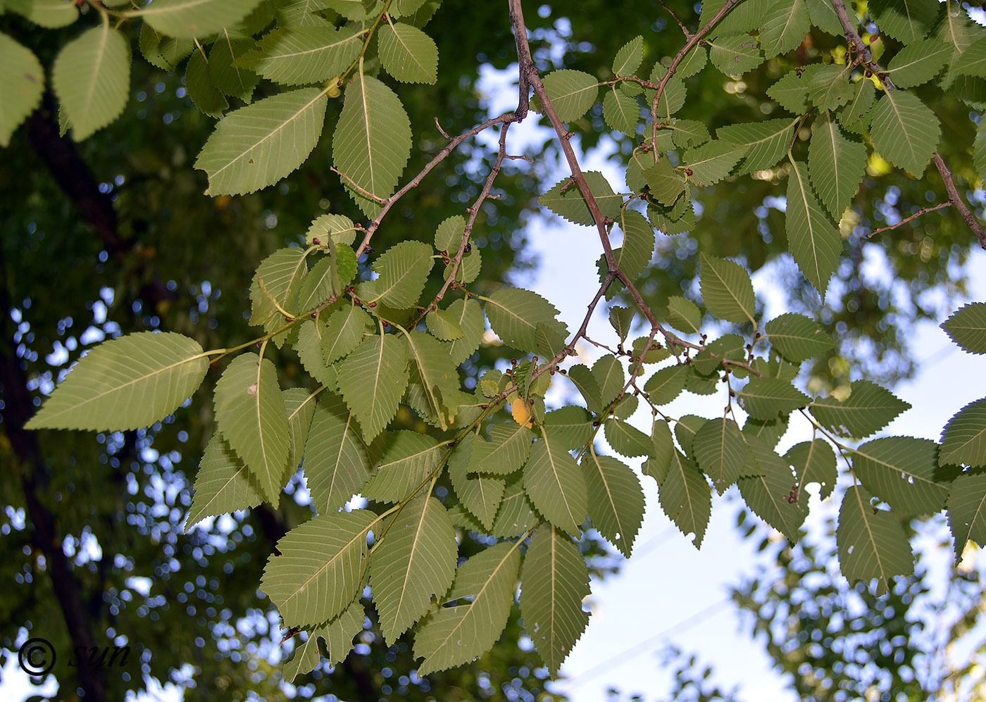 Image of Ulmus pumila specimen.