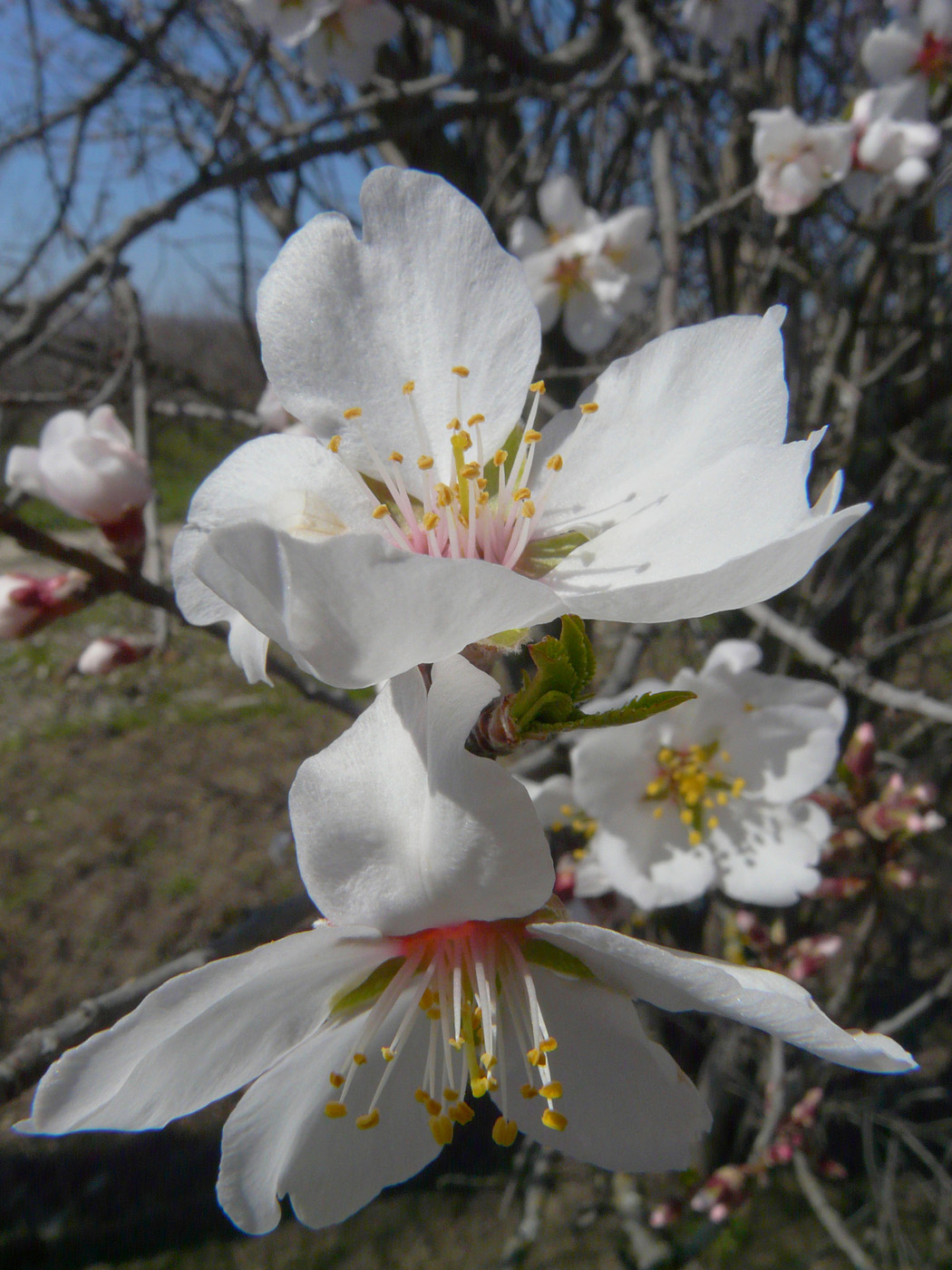 Изображение особи Amygdalus communis.