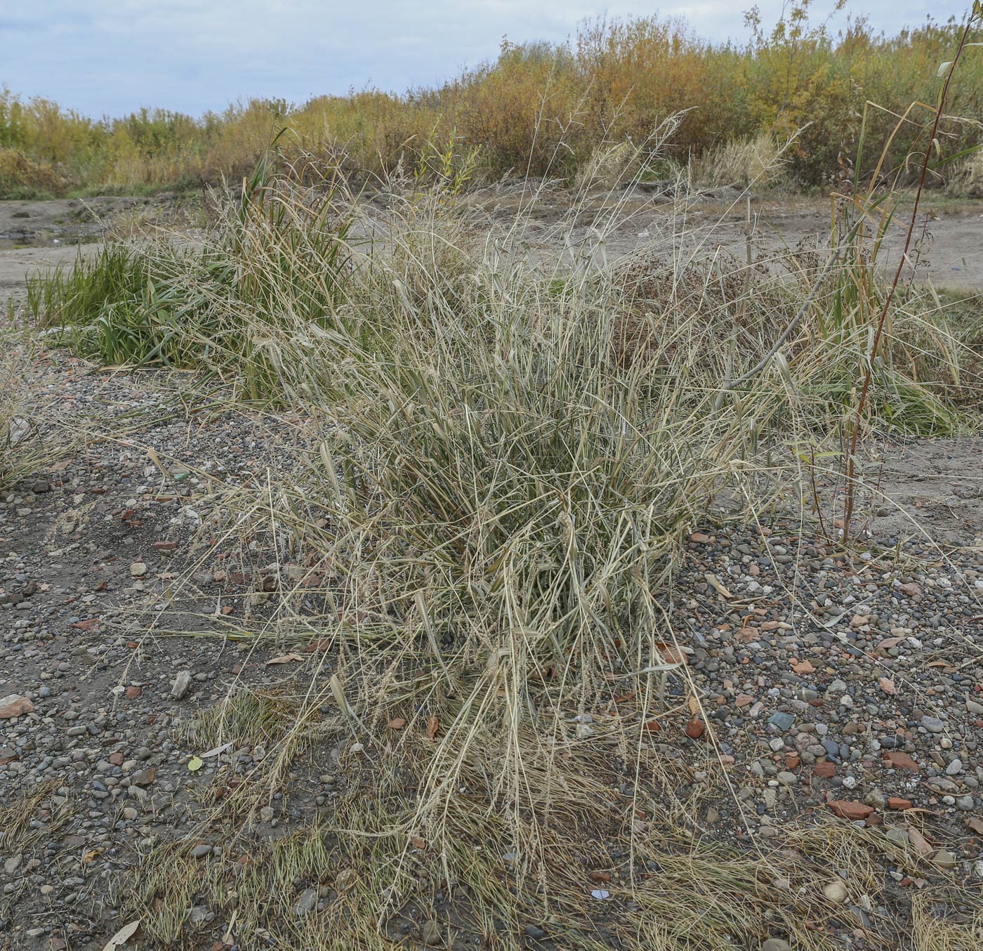 Изображение особи Echinochloa crus-galli.