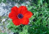 Anemone coronaria. Цветок. Израиль, национальный парк \"Бейт Гуврин\", луг. 17.02.2020.