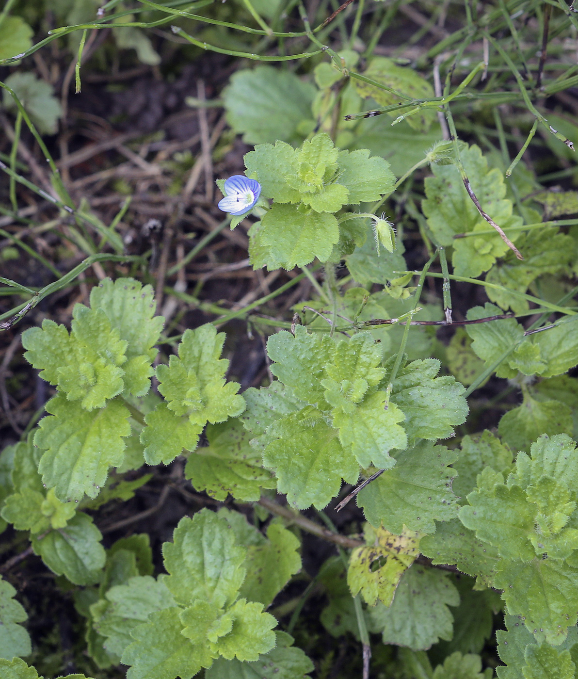 Image of Veronica persica specimen.