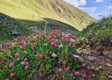 Trifolium raddeanum. Цветущее растение. Республика Северная Осетия-Алания, Ирафский р-н, Большой Кавказ, правый берег р. Даргонком, у начала морены ледника Донисарцете, ≈ 2640 м н.у.м., альпийский луг. 05.07.2021.