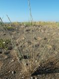 Elytrigia juncea