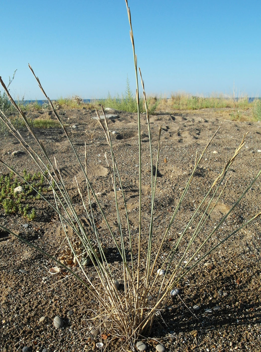 Image of Elytrigia juncea specimen.