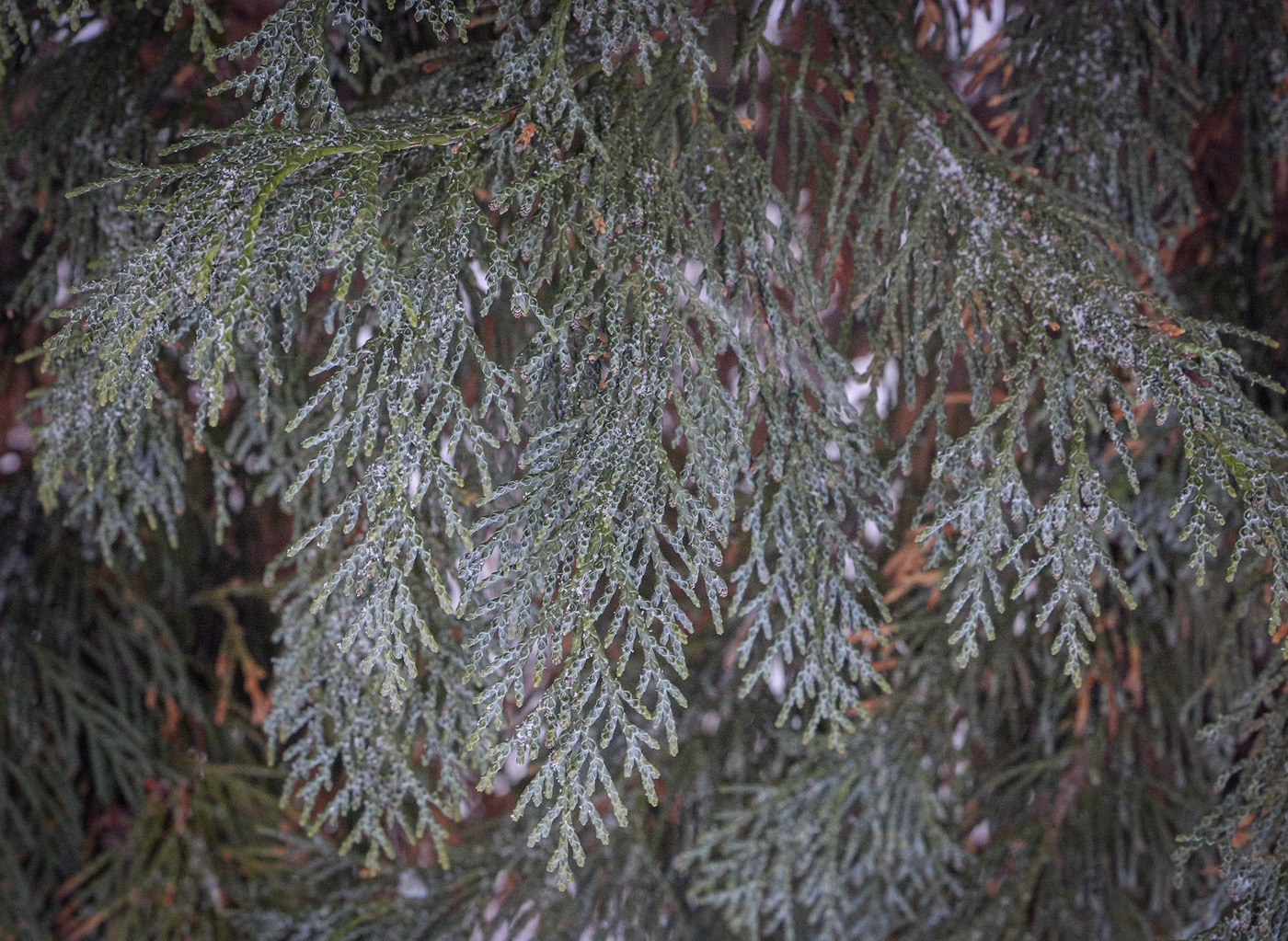 Image of Chamaecyparis lawsoniana specimen.