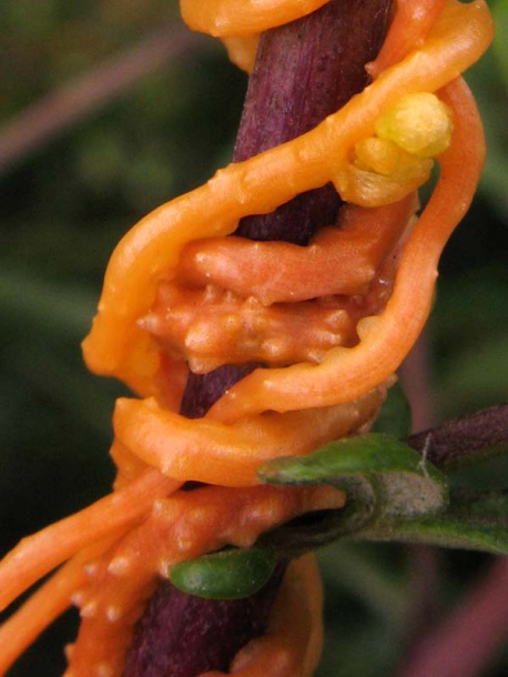 Image of Cuscuta campestris specimen.