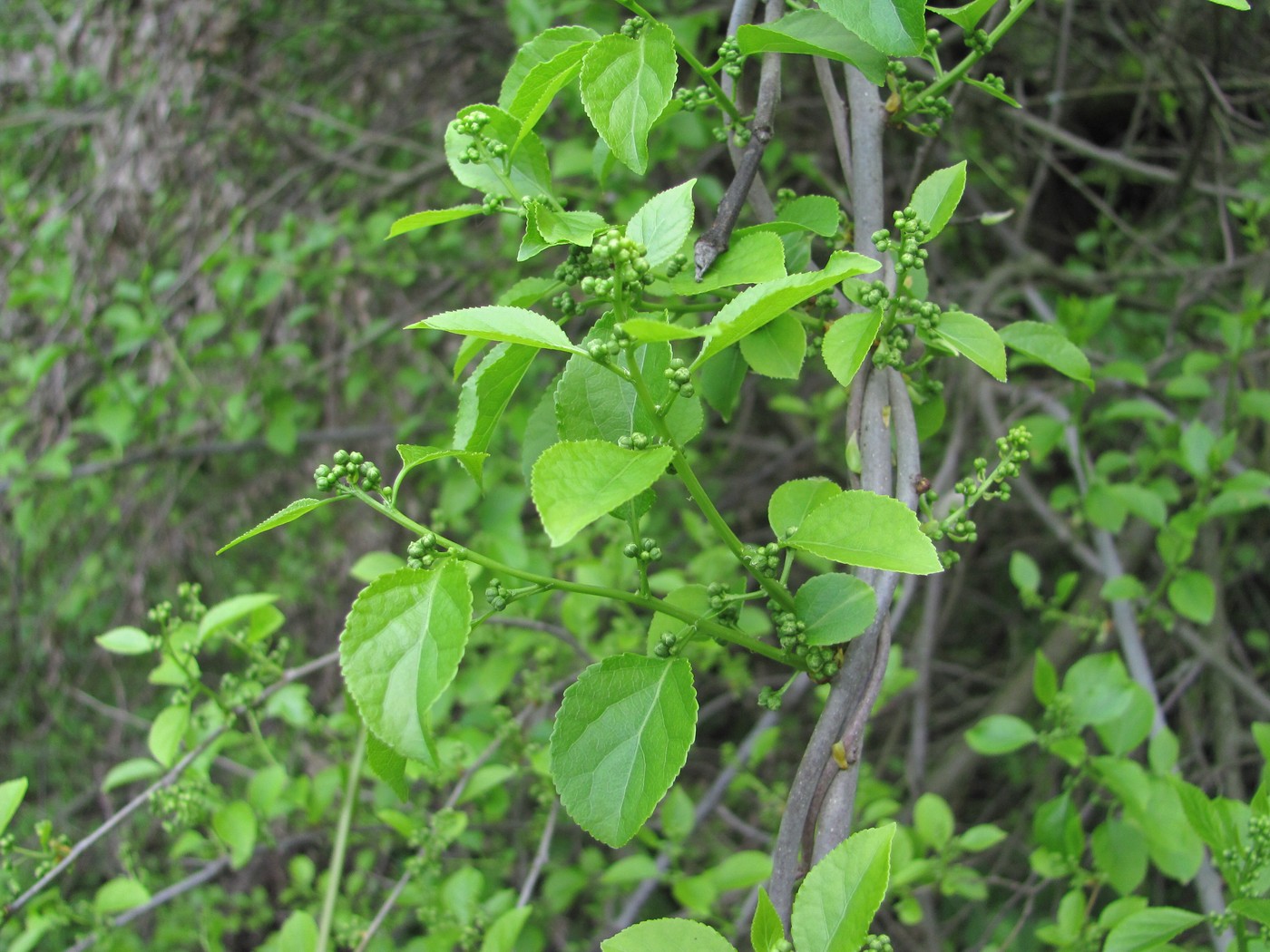 Изображение особи Celastrus orbiculata.