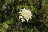 Scabiosa ochroleuca