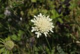 Scabiosa ochroleuca. Соцветие. Республика Алтай, Онгудайский р-н, правый борт долины р. Чуя, окр. водопада Ширлак, травянистый склон. 1 августа 2020 г.