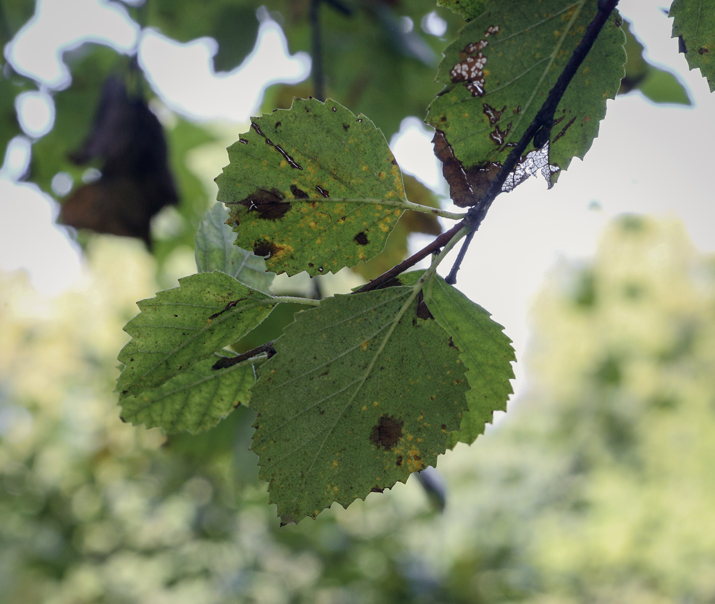 Изображение особи Betula occidentalis.