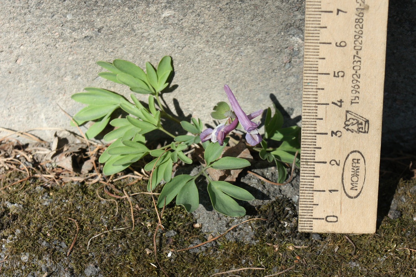 Image of Corydalis solida specimen.