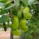 Colophospermum mopane