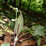 Arum amoenum