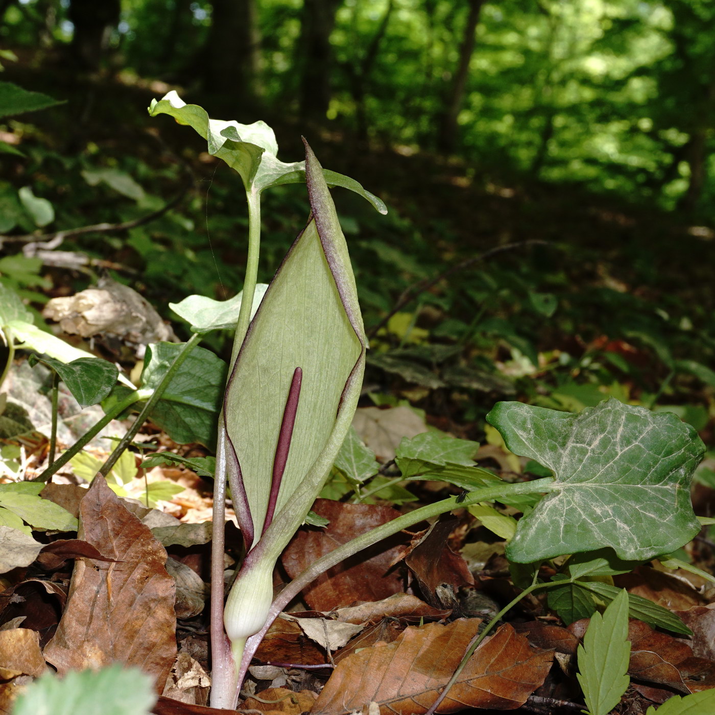 Image of Arum amoenum specimen.