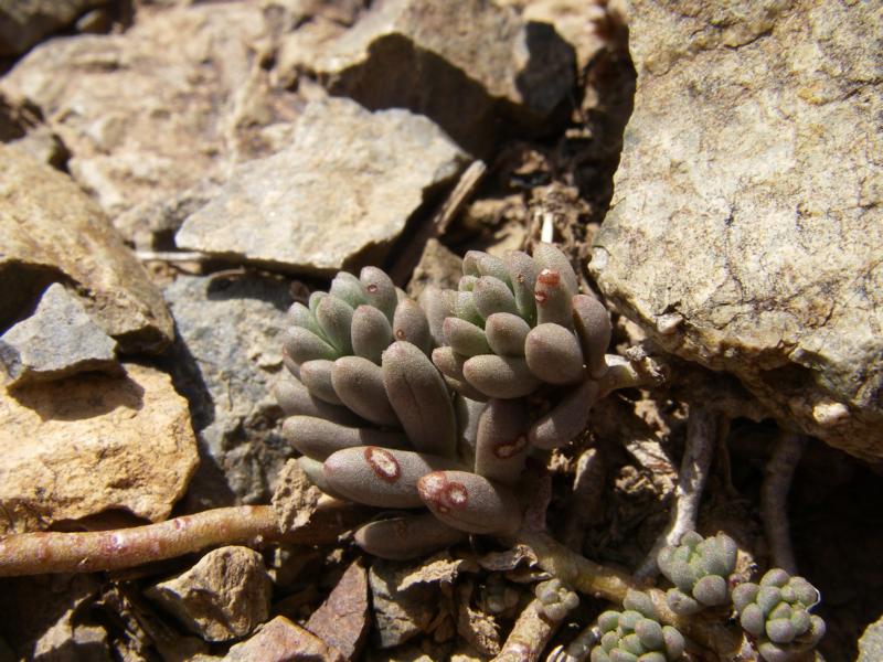 Изображение особи Sedum alberti.