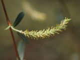 Salix songarica