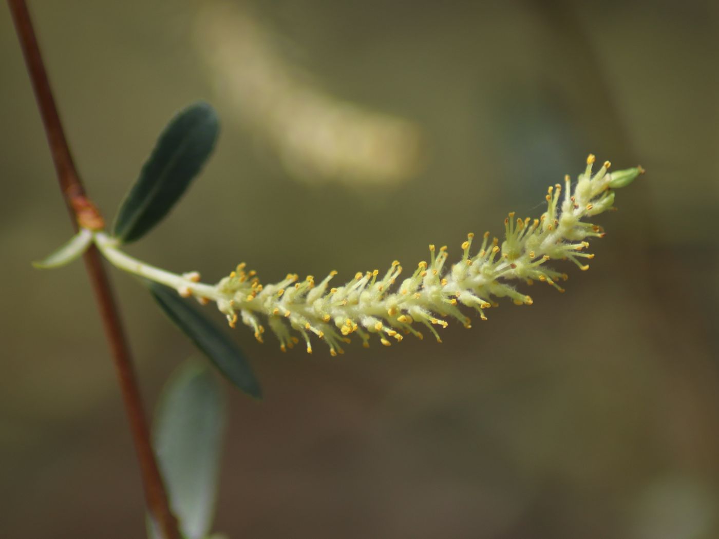 Изображение особи Salix songarica.