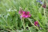 genus Onobrychis