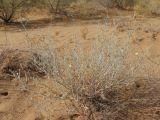 Convolvulus divaricatus. Цветущее растение. Узбекистан, Хорезмская обл., около 7 км к югу от Хивы, северо-восточная окраина пустыни Каракум, мелкобугристые закрепленные пески между оз. Каракуль и Эшонкуль. 29.06.2022.