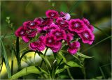 Dianthus barbatus