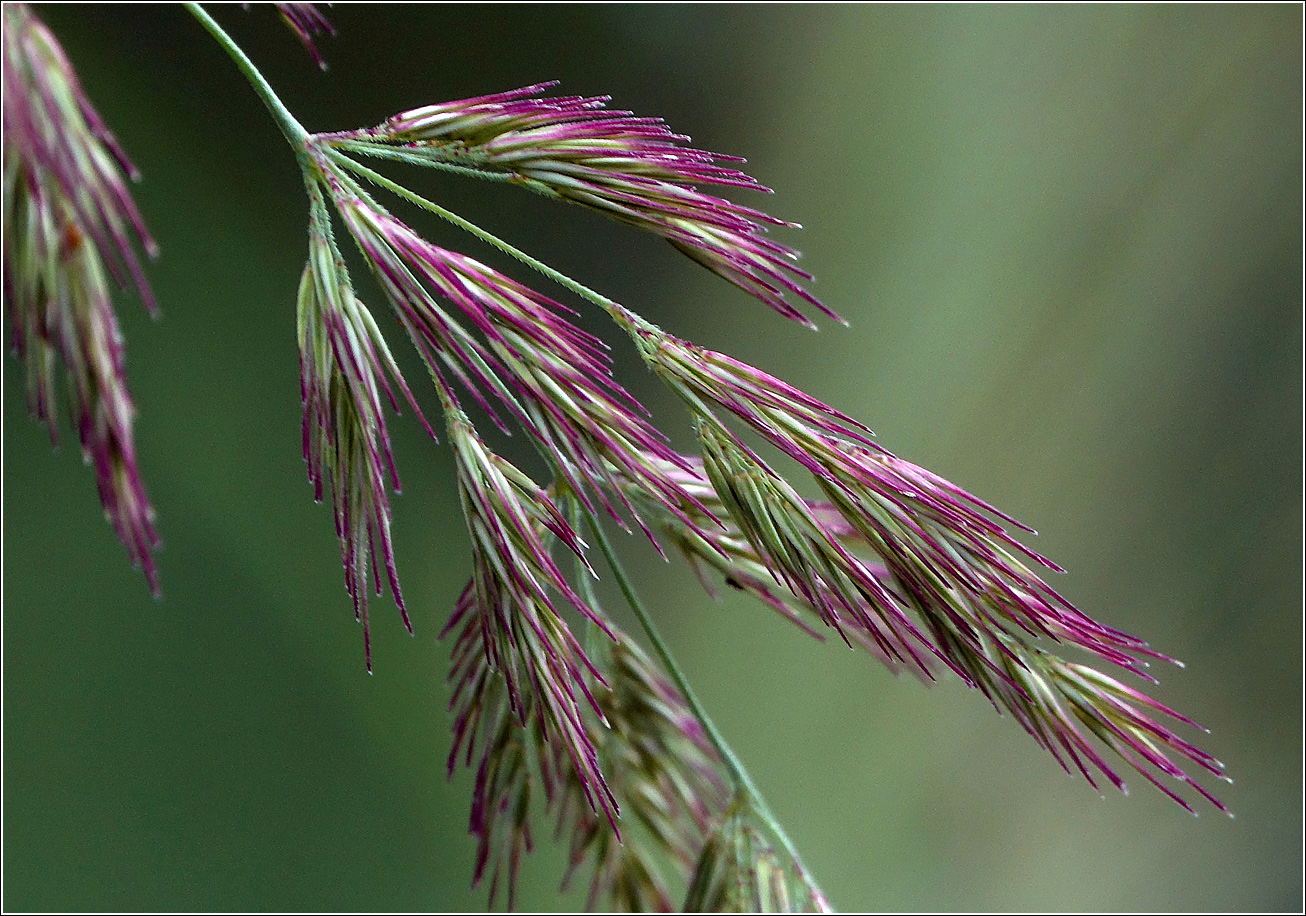 Изображение особи Calamagrostis epigeios.