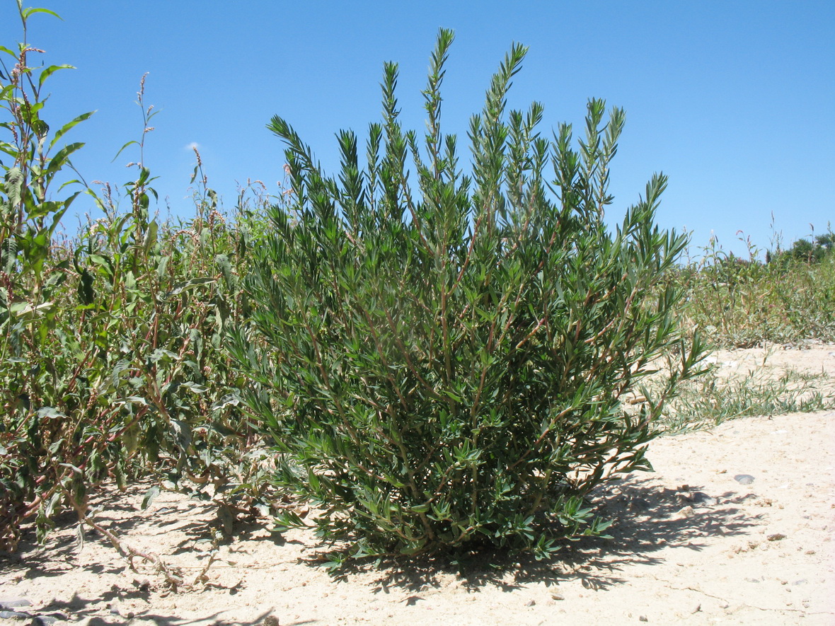 Image of Bassia scoparia f. trichophylla specimen.