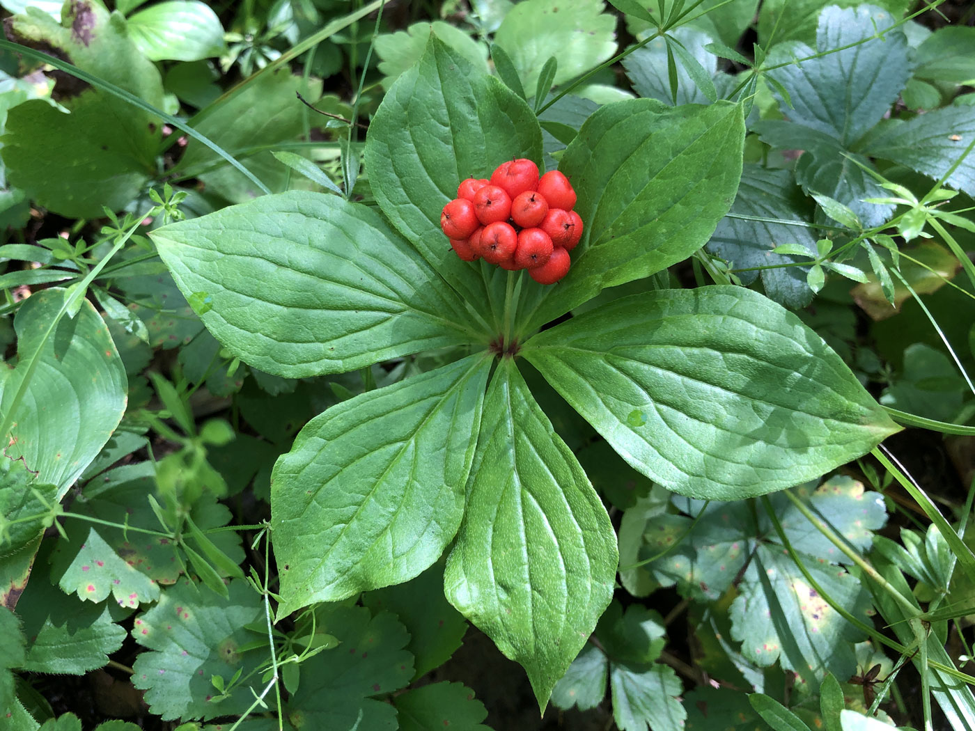 Изображение особи Chamaepericlymenum canadense.