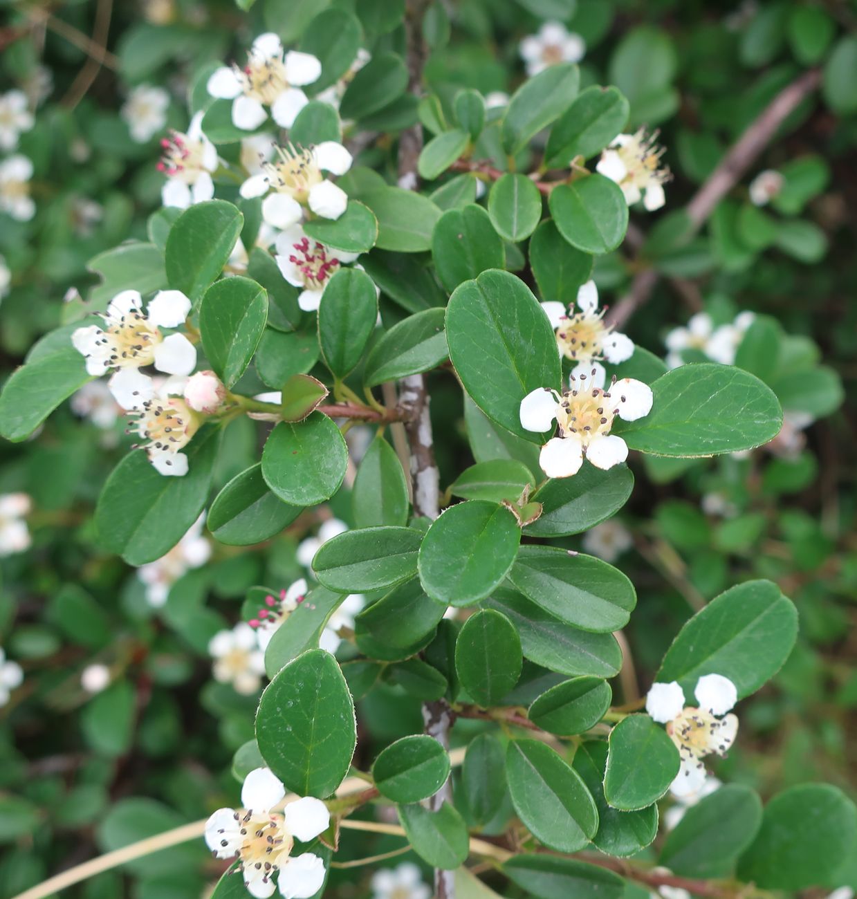 Image of Cotoneaster dammeri specimen.