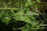 genus Juncus. Часть побега с соцветием. Республика Ингушетия, Джейрахский р-н, окр. ур. Таргим, правый берег р. Асса в 400 м от башен Таргим ниже по течению, заболоченное место на берегу ручья. 21 июня 2022 г.