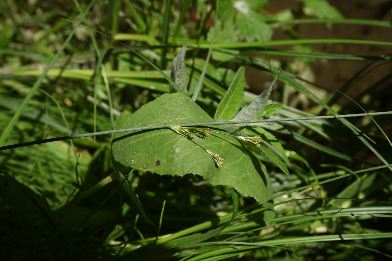Изображение особи род Juncus.