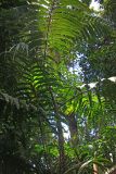 семейство Arecaceae. Верхушка вегетирующего растения. Малайзия, штат Саравак, округ Мири, национальный парк «Мулу». 12.03.2015.