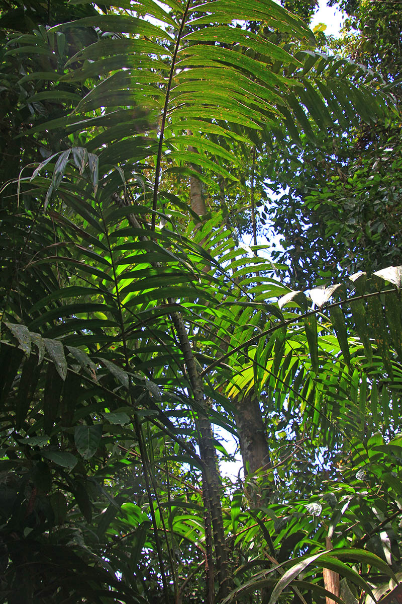 Image of familia Arecaceae specimen.