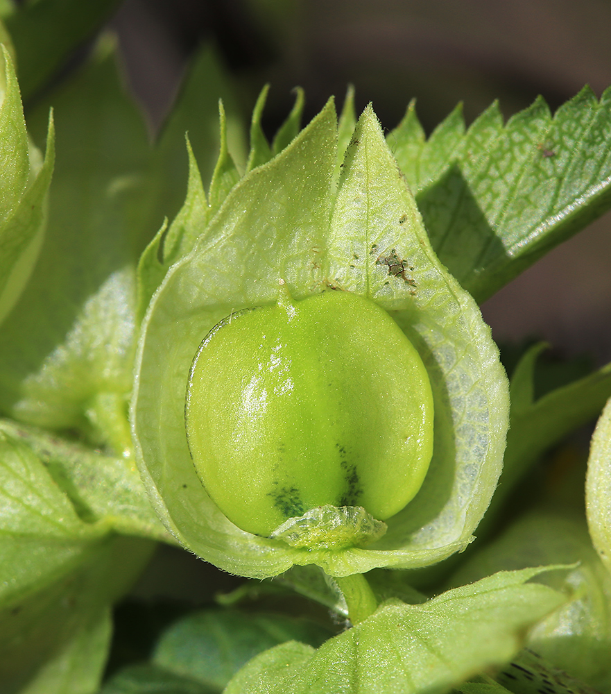 Image of Rhinanthus aestivalis specimen.