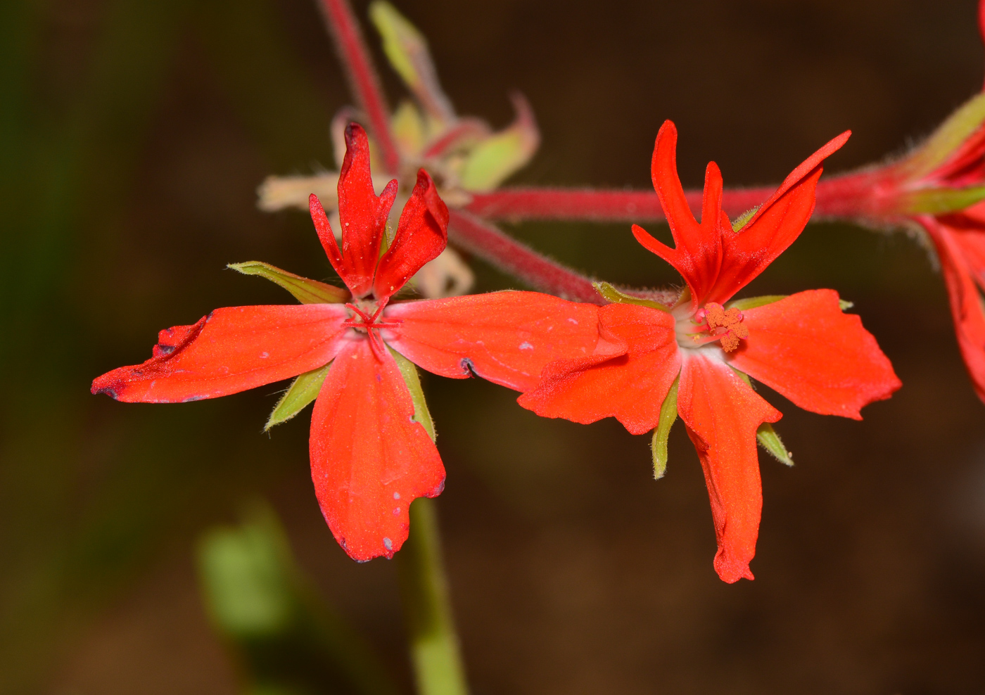 Изображение особи род Pelargonium.