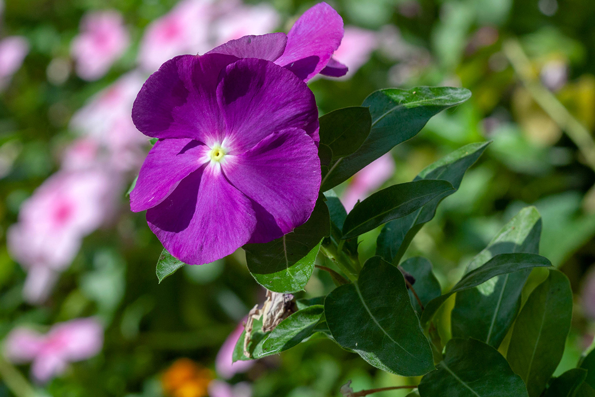 Image of Catharanthus roseus specimen.