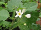 Solanum nigrum подвид schultesii. Соцветие. Южный Берег Крыма, пос. Виноградный. 29 ноября 2010 г.