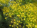 Cachrys cristata