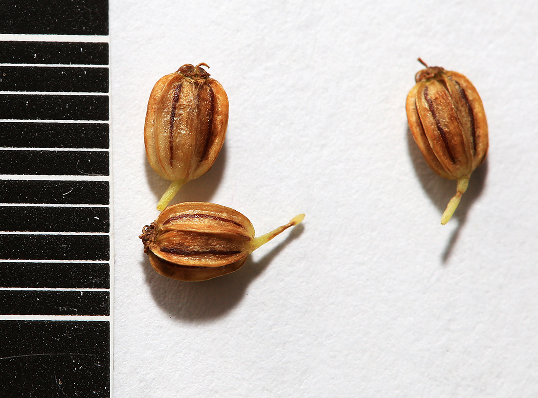 Image of Cnidium dauricum specimen.