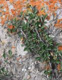 Cotoneaster pojarkovae