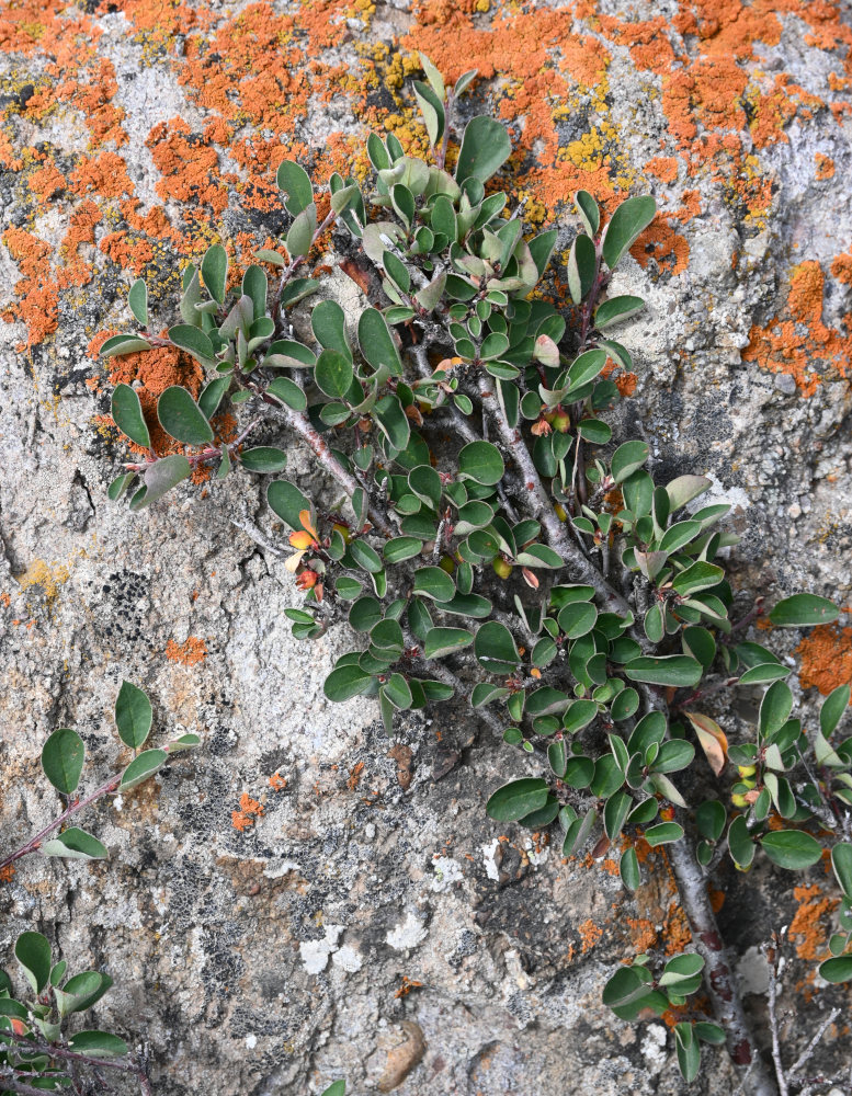 Image of Cotoneaster pojarkovae specimen.