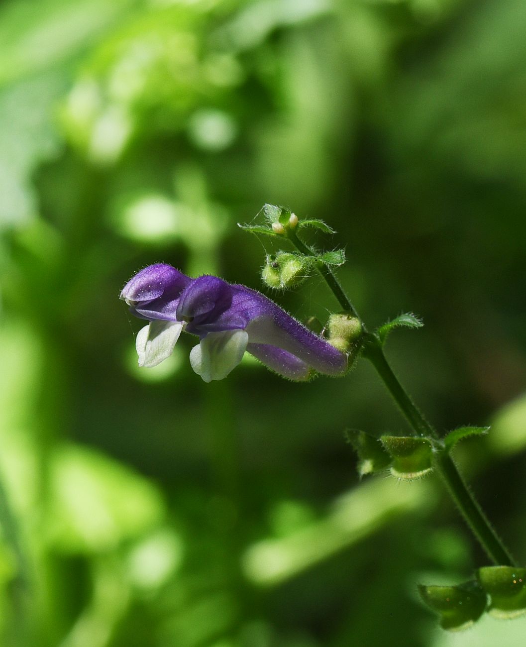 Image of Scutellaria altissima specimen.