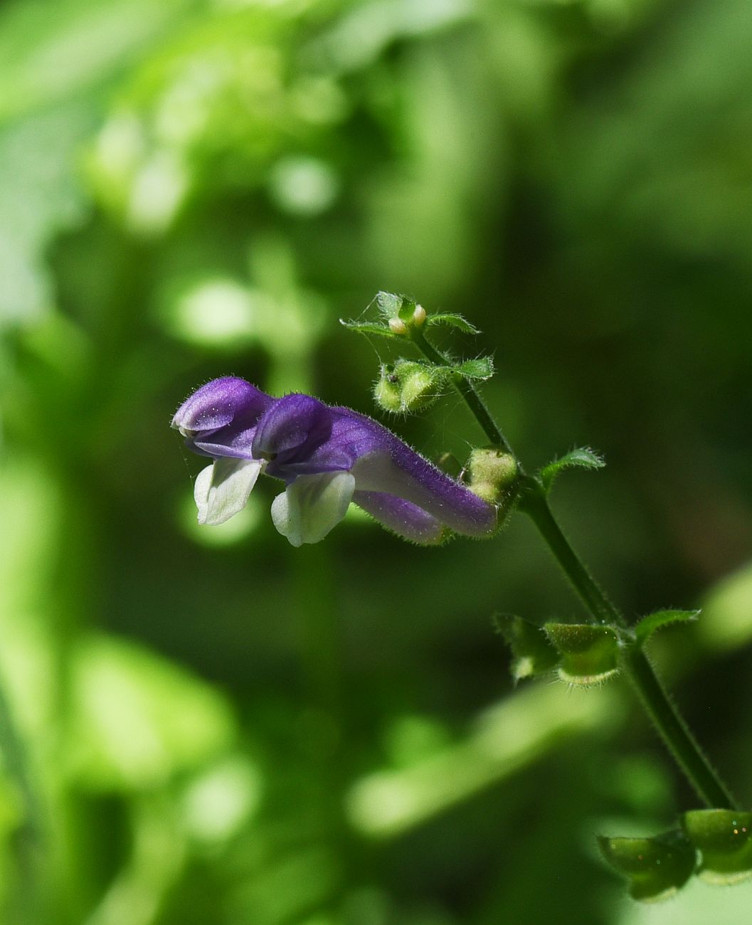 Изображение особи Scutellaria altissima.