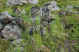 Carex juncella. Отцветающие растения. Мурманская обл., Кольский р-н, окр. с. Териберка, природный парк «Териберка», высота 111.7, северный макросклон, подошва небольшого склона у перехода в заболоченную террасу, частично задернованная вороникой (Empetrum hermaphroditum) валунная россыпь. 04.08.2022.