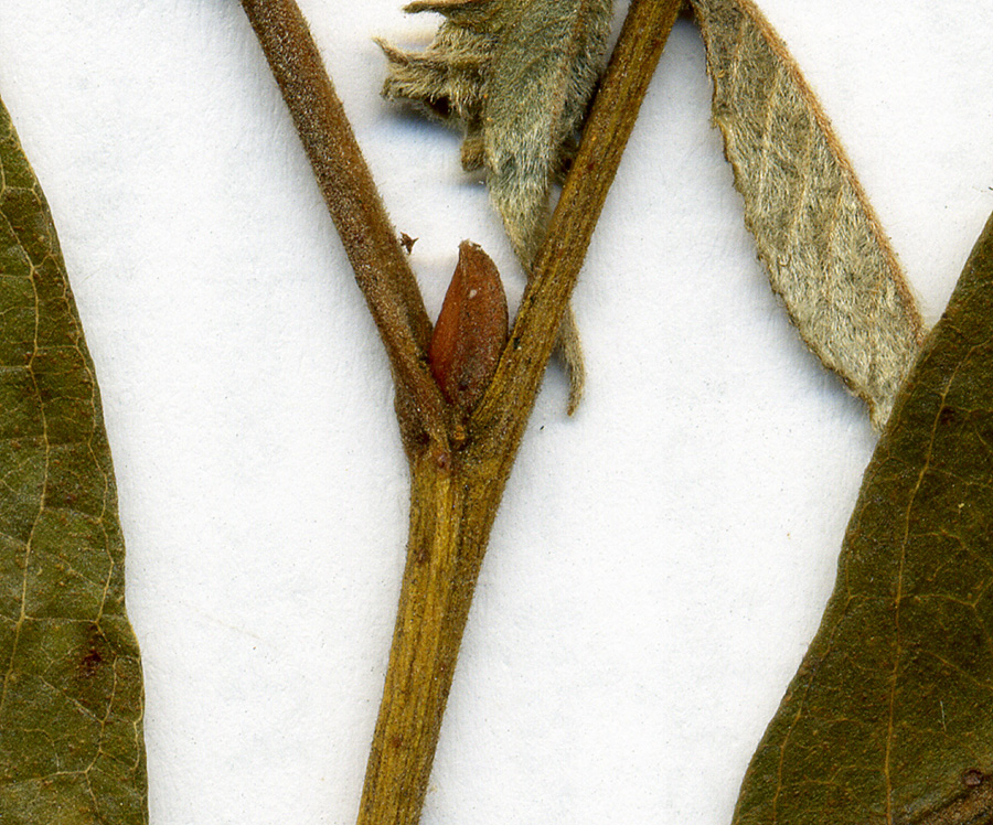 Image of Salix &times; bicolor specimen.