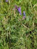 Vicia cracca. Верхушка цветущего растения. Алтайский край, Мамонтовский р-н, окр. с. Мамонтово, луг. 26.06.2021.