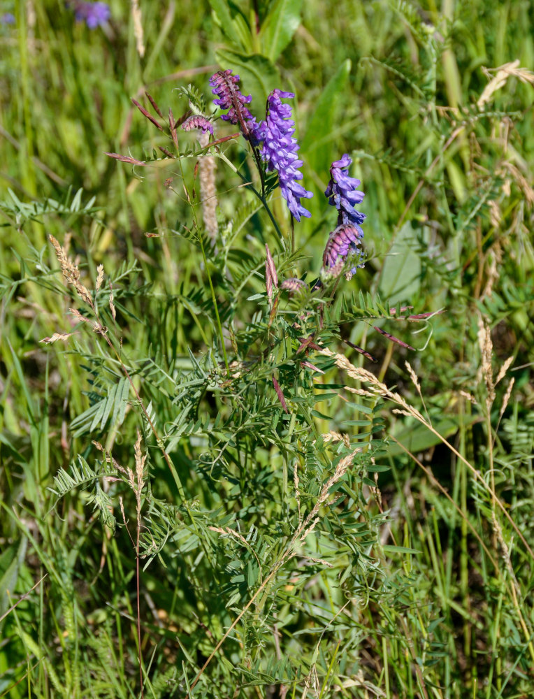 Изображение особи Vicia cracca.