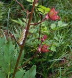 Dictamnus caucasicus